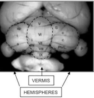 Fig. 3 - Cerebellum structure with central vermis and two lateral hemispheres with the typical lobular  architecture.
