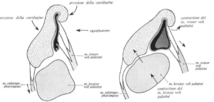 Fig 6. Dimostrazione schematica dell’apertura e della chiusura della tuba di Eustachio