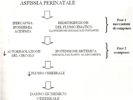 Figura 1. Rappresentazione schematica dei principali meccanismi alla base del danno ischemico cerebrale dopo asfissia perinatale [7] 