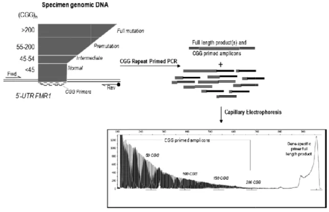 Figura 2.6:Funzionamento  della CGG Repeat Primed PCR ed elettroferogramma che 