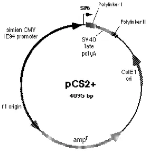Fig. 3.3: Vettore plasmidico pCS2+