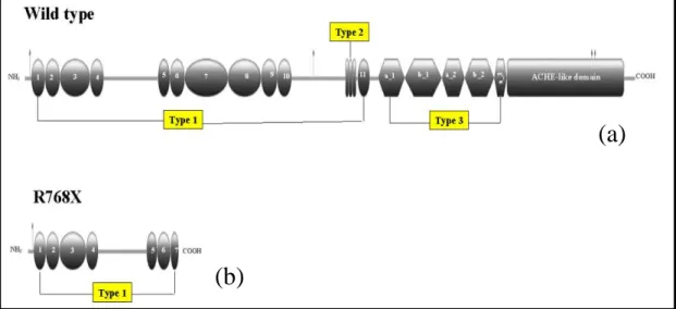 Fig. 8: Mutazione E746X della TPO.   