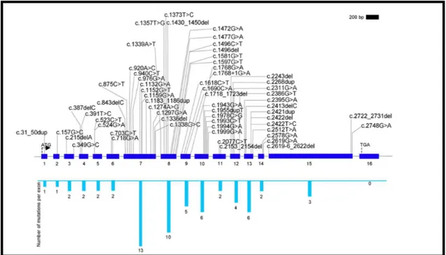 Fig. 12: Rappresentazione schematica di  tutte le mutazioni descritte a carico del gene della TPO