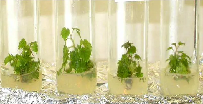 Fig. 10. Espianti di V. vinifera cv. Sagrantino in vitro 