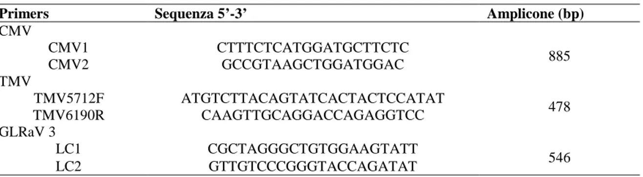 Tab. 1. Sequenze nucleotidiche e posizioni delle coppie di oligonucleotidi utilizzati per l’identificazione di CMV