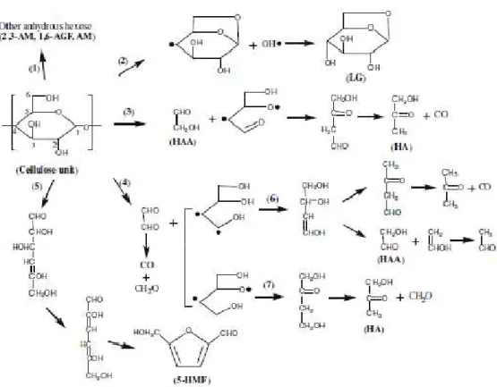 Figura 17 - Percorsi di conversione della molecola di cellulosa [21] 