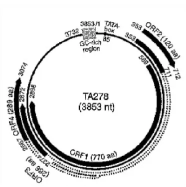 Fig.  2  Genomic  organization  of  the  prototype  TTV  (TA278  isolate)  (Okamoto,  2009a, b)