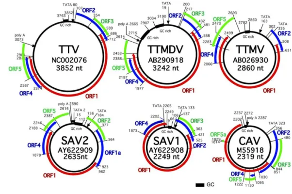 Fig. 3 Genomic organization of several anelloviruses and, for comparison, of CAV. 