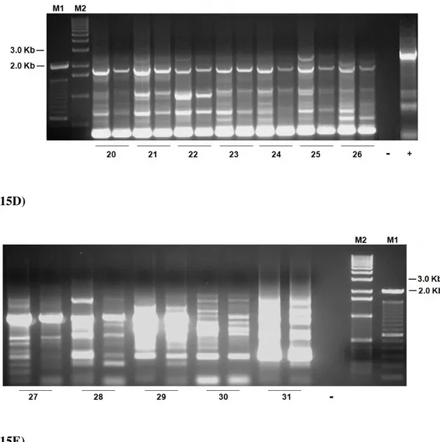 Fig.  15  Anello-PCR  products  from  159  serum  samples  from  chicken,  bovine,  sheep  and  birds
