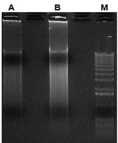 Fig. 12 Anello-RCA products (2 µl) run on 0.6% agarose gel before (lane A) and after  (lane B) purification and concentration