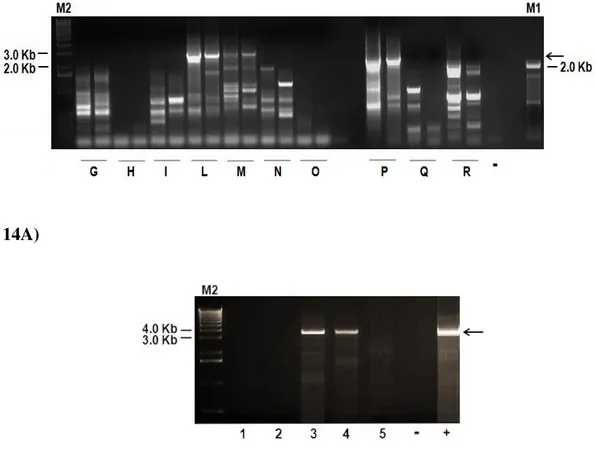 Fig.  14  Anello-PCR  products  from  swine  (A)  and  human  (B)  sera  initially  found  negative  for  TTSuV  and  TTV,  respectively