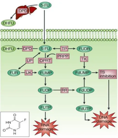 Figura 2. Metabolismo del 5-fluorouracile 