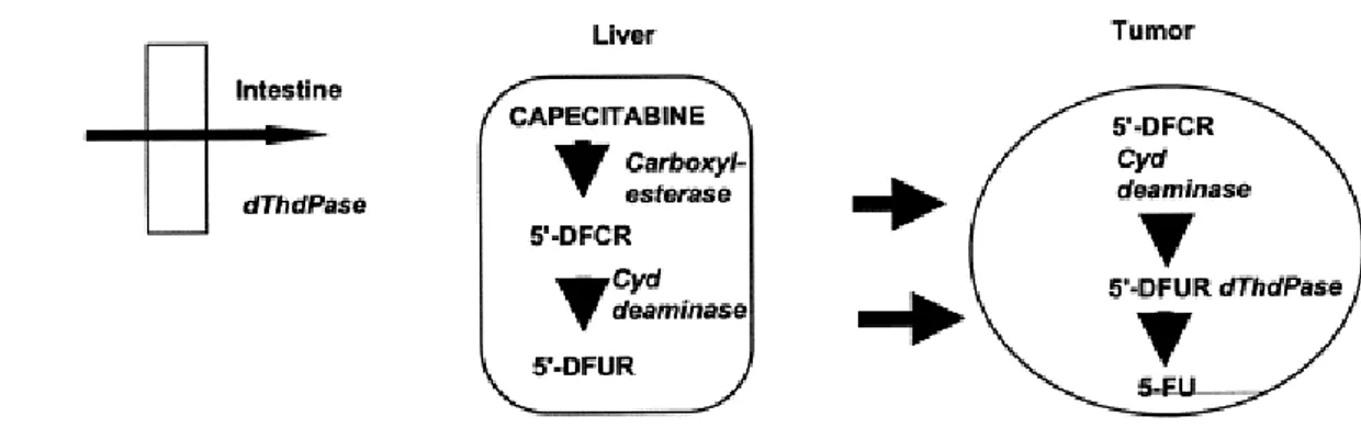Figura 8. Attivazione del profarmaco capecitabina 