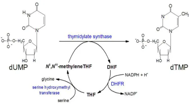 Figura 14. Attività enzimatica della timidilato sintetasi  