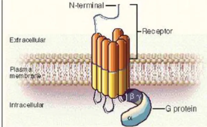 Figure 2: G-protein coupled receptor 94 . 