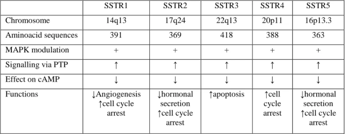 Table 2: Somatostatin receptors characteristics (chromosomal localisation of  the genes encoding the five SSTR subtypes; aminoacids structure; G-protein  coupling  and  activation;  effect  on  cAMP;  signalling  via  tyrosine  phosphatases and receptor-sp