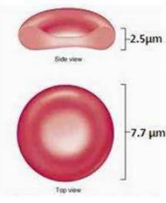 Figura 13 Figura di un globulo rosso con dimensioni principali in evidenza. 
