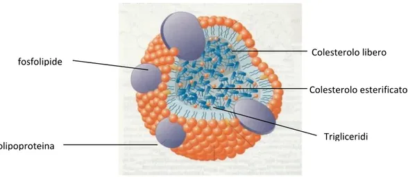 Figura 4. Lipoproteina 