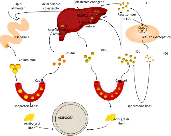 Figura 5. Trasporto dei trigliceridi e del colesterolo 