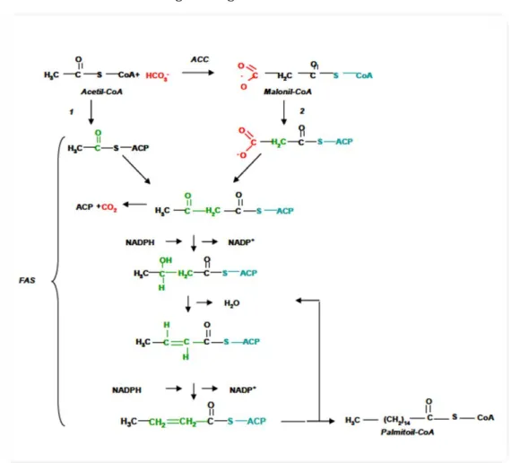 Figura 7. Schema della sintesi degli acidi grassi 