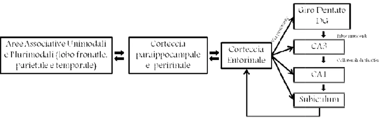 Figura  0-4  Tale  schema  è  valido  sia  per  i  primati  che  per  i  roditori.  L’ippocampo  informazioni  dalla  maggior  parte  delle  aree  associative  neocorticali