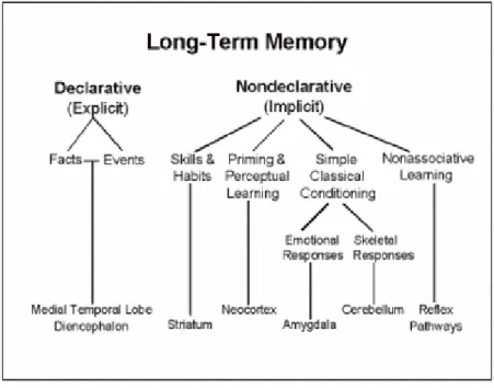 Figura 0-1 Classificazione dei sistemi di memoria e delle principali strutture anatomiche che le  sottendono  (Squire, 1999) 