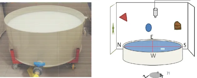 Figura 3-4 Morris water maze. A sinistra, foto dell’apparato presente nel laboratorio di neuroscienze presso il  CNR di Pisa  con il quale abbiamo 