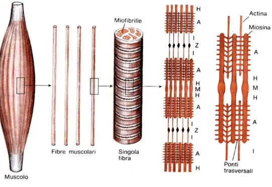 Figura  1.1.  Schema  della  struttura  submicroscopica  del  muscolo  striato.  Due  linee  Z  circoscrivono  un  sarcomero  (da  Rindi-Manni) 