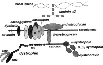 Figura 1.2. Rappresentazione schematica delle principali proteine del sarcolemma 