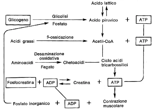 Figura 2.1. Rappresentazione schematica delle vie metaboliche deputate alla produzione di ATP nel muscolo