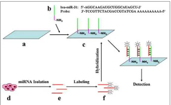 Figure 1.3. The principle of the microRNA profiling microarray. (a) Amine- Amine-reactive glass slides