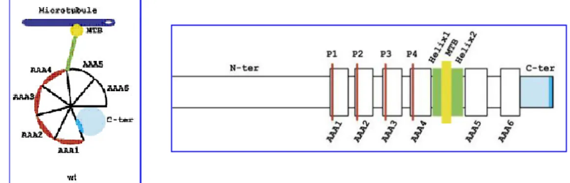 Figura 8. (A) Rappresentazione schematica del dominio globulare di DNAH11   (B) Rappresentazione schematica della proteina DNAH11 