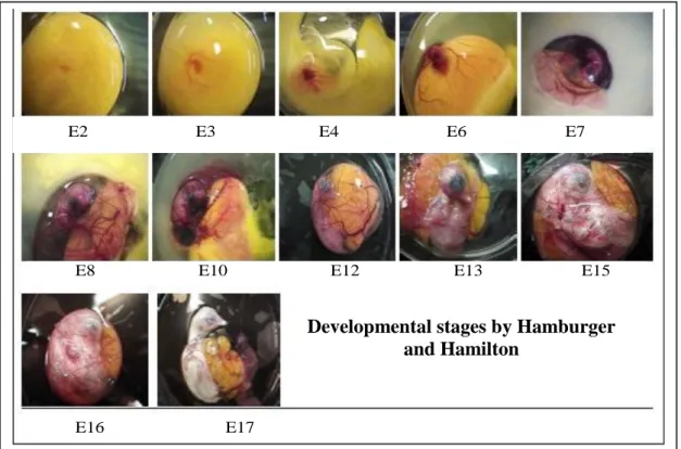Fig. 11: Stages of chick embryo development .  Modified from website /www.summagallicana.it/lessico/e/embrione  di pollo.htm 