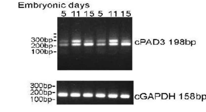 Fig.  12:  Pad3  transcripts  in  spinal  cord  cells  collected  from  embryonic  days  5,  11 and 15