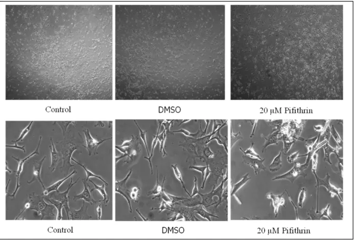 Figure 23: Cell growth and morphology of chick MB cells tested in  proliferating 20μM pifithrin-containing medium  after  6  hours  from  the  treatment