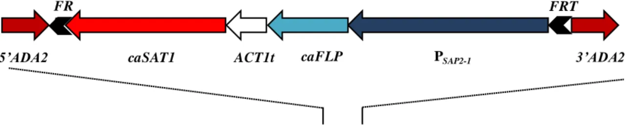 Fig. 9. Structure of the cassette from plasmid pADA2M2. 