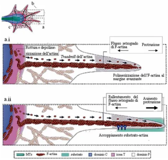 Figura 2.5: Struttura del cono di accrescimento (pannello superiore) e interazioni tra flusso  retrogrado di actina e treadmill di actina durante gli stadi di stasi (pannello a.i) e protrusione 