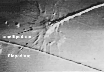 Figura 2.2: Estremità neuritica in cui sono visibili i filopodia e i lamellipodia che protrudono dal  cono di accrescimento  8 