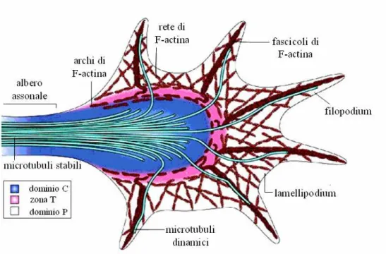 Figura 2.3: Struttura del cono di accrescimento  9 . 