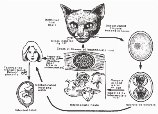 Figura 7: Ciclo vitale di T. gondii (Dubey, 1986) 