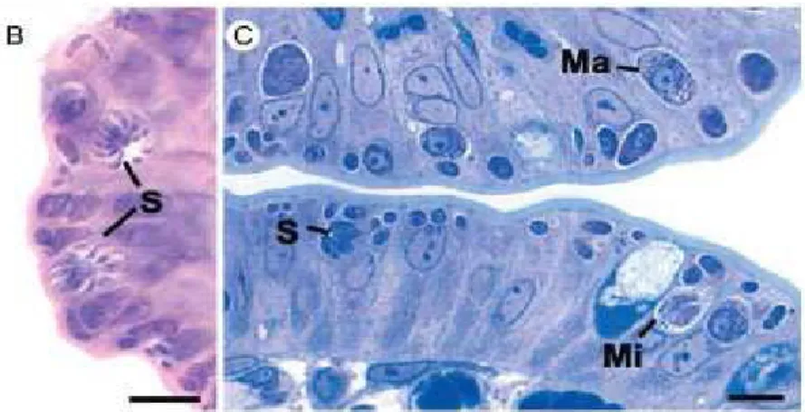 Figura 8: Intestino di gatto. Vari stadi (asessuali e sessuali) che si sviluppano all’interno degli enterociti