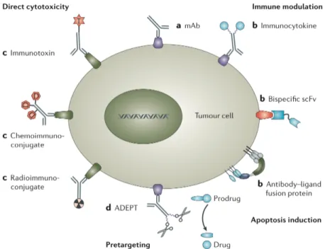Figure  7:  Concept  of  therapeutic  Antibodies  –  a) Targeting  monoclonal  antibodies  to  the  tumour  can  result  in  the  destruction  of  the  tumor  cells  by  antibody-dependent  cellular  cytotoxicity  or   complement-dependent  cytotoxicity