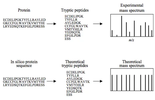 Figure 9: Example of protein identification by MS analysis. Prior to injection in the mass spectrometer,  proteins  are  digested  into  small  peptides  using  trypsin
