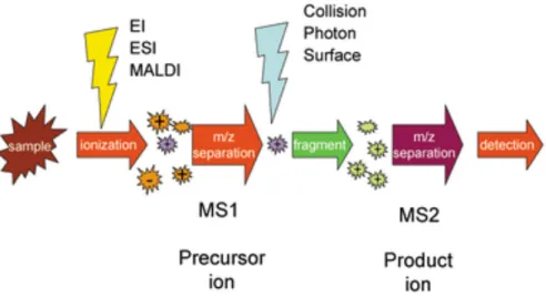 Figure  10:  Schematic  representation  of  tandem  mass  spectrometry  (MS/MS).  The  sample  undergoes  a  primary  MS  analysis  after  having  be  charged  by  the  ionization  source