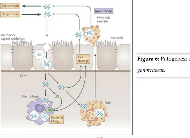 Figura 6: Patogenesi di N. 
