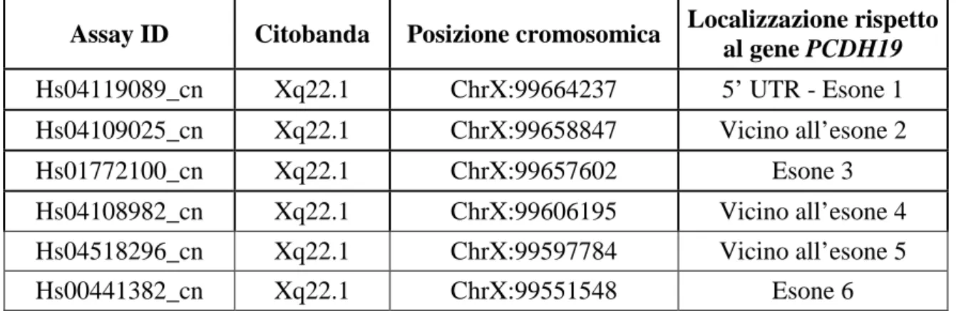 Tabella 2.9. Informazioni relative ai saggi TaqMan Copy Number Assay 20X (Applied Biosystem) per  il gene PCDH19 