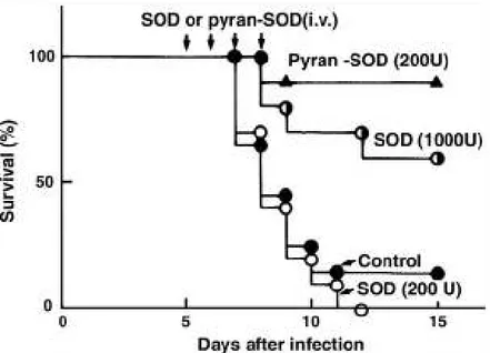 Figura 10. Effetto terapeutico della SOD e del coniugato polimerico pirano-SOD su topi  infettati da virus influenzale