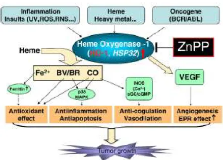 Figura  11.  Rappresentazione  schematica  del  ruolo  citoprotettivo  della  HO-1  e  meccanismi dell’effetto antitumorale della zincoprotoporfirina (ZnPP) e dei suoi  derivati polimerici (micelle)