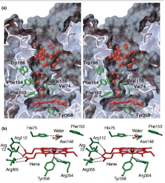 Figura  18.  Rappresentazione  sterica  della    catalasi  eritrocitica  umana.  (a)  Sezione  attraverso  la  tasca dell'eme della catalasi umana e canale di avvicinamento