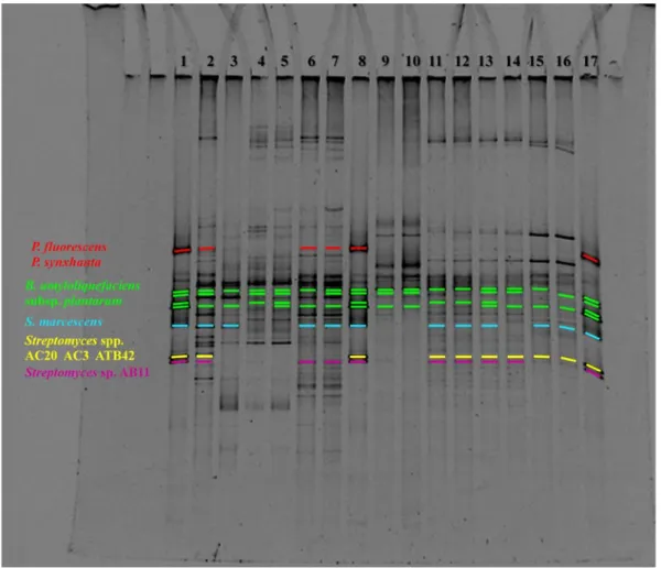 Figura  3:  Profili DGGE dei prodotti PCR delle regioni V 3 -V 5   del 16S rDNA dei campioni di  compost analizzati